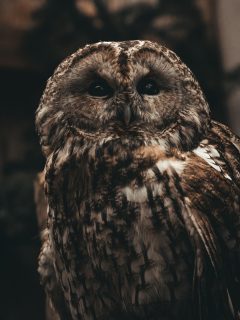 我独自升级韩漫封面，玄幻风格，独行猎人黑暗地下城背景，冷色调炫酷感